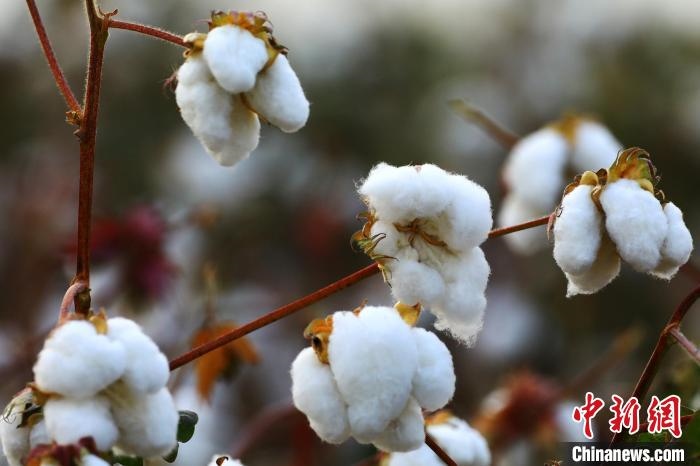 朵朵棉花吐絮盛開?！⑵G敏 攝