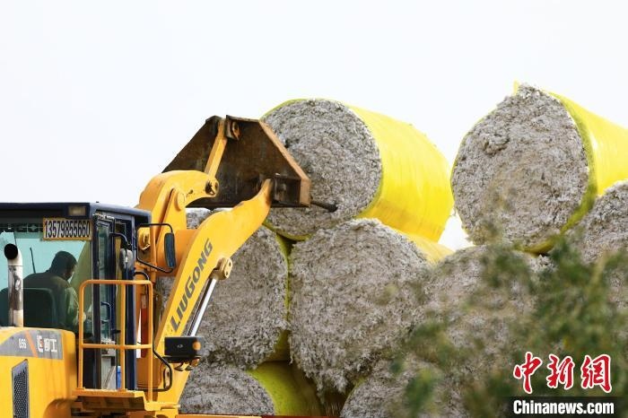 叉車將采棉機(jī)吐出的“金蛋蛋”裝車?！「唠p強(qiáng) 攝