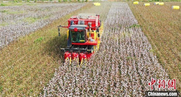采棉機(jī)正在采收棉花，猶如在五線譜上跳動的音符，正在演奏豐收的樂章。　宋建澤 攝