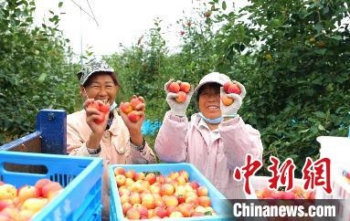 圖為興安盟沙果迎豐收?！】朴仪捌煳麄鞑抗﹫D