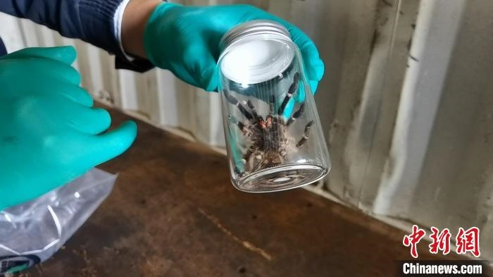 張家港海關(guān)工作人員截獲捕鳥(niǎo)蛛。　王健超 攝