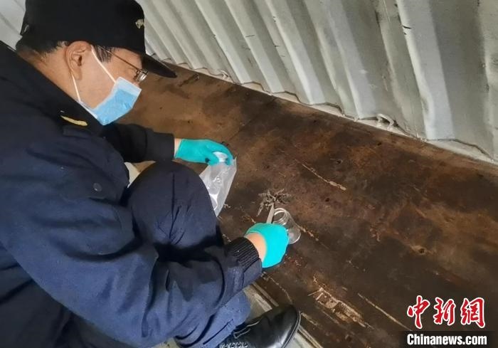 張家港海關(guān)工作人員截獲捕鳥(niǎo)蛛?！⊥踅〕?攝