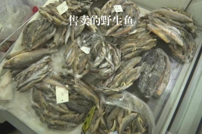 2021年12月6日，督察組現(xiàn)場(chǎng)隨機(jī)抽查發(fā)現(xiàn)，保護(hù)區(qū)附近餐館仍然存在非法經(jīng)營(yíng)野生河魚的問(wèn)題