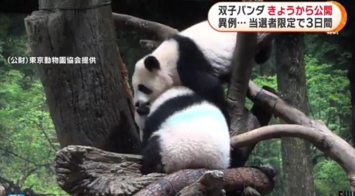 12日，日本東京上野動物園的旅日雙胞胎熊貓開始同游客見面。(圖片來源：日本富士電視臺視頻截圖)