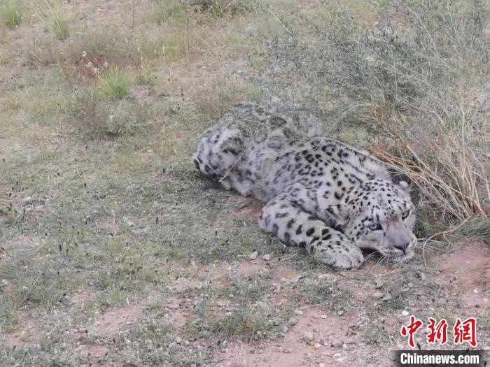 圖為在四子王旗發(fā)現(xiàn)的雪豹(資料圖)?！∷淖油跗炀焦﹫D