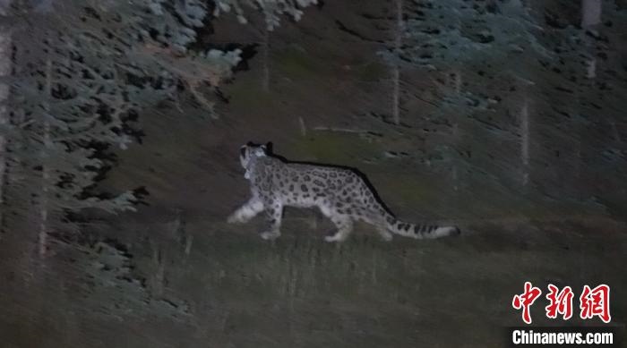 圖為被放歸自然的雪豹(資料圖)?！?nèi)蒙古林草局供圖。