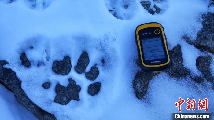 圖為疑似放歸雪豹的足跡(資料圖)?！?nèi)蒙古賀蘭山國家級自然保護(hù)區(qū)供圖
