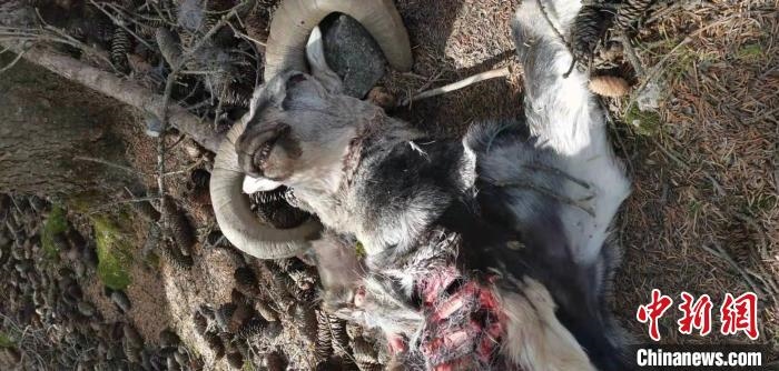 圖為疑似雪豹捕食巖羊的殘骸(資料圖)。　內(nèi)蒙古賀蘭山國家級自然保護(hù)區(qū)供圖