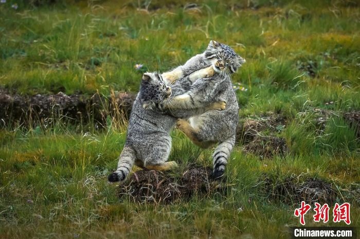 圖為作品《難分伯仲》?！〗股?攝