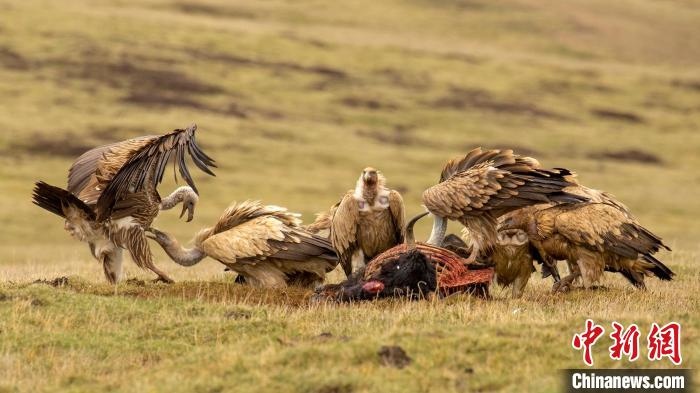 圖為作品《聚會(huì)》?！℃夭疾夭爬?攝