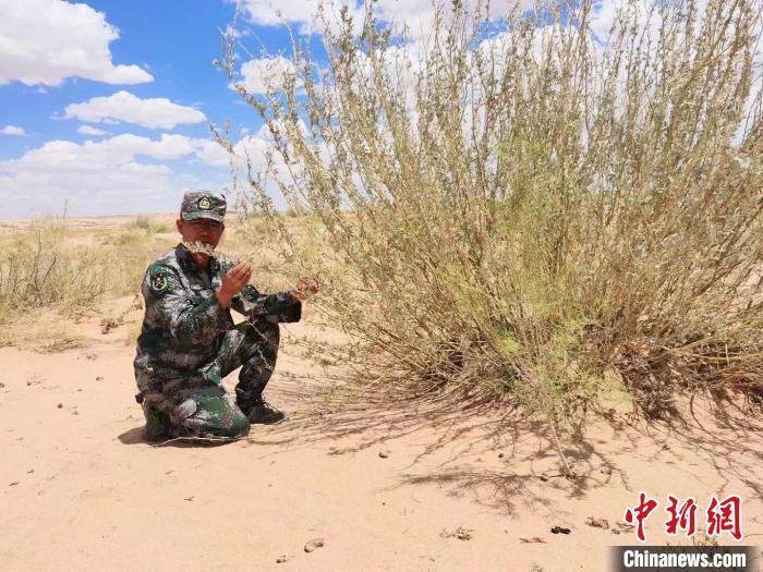 圖為謝寶民查看梭梭長(zhǎng)勢(shì)?！∈茉L者供圖