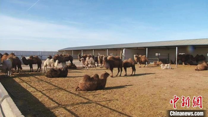 圖為額濟(jì)納旗駝奶產(chǎn)業(yè)基地?！⊥蹰L梅 攝