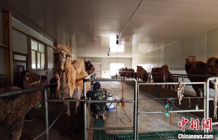 圖為共人正在給駱駝擠奶?！⊥蹰L梅 攝