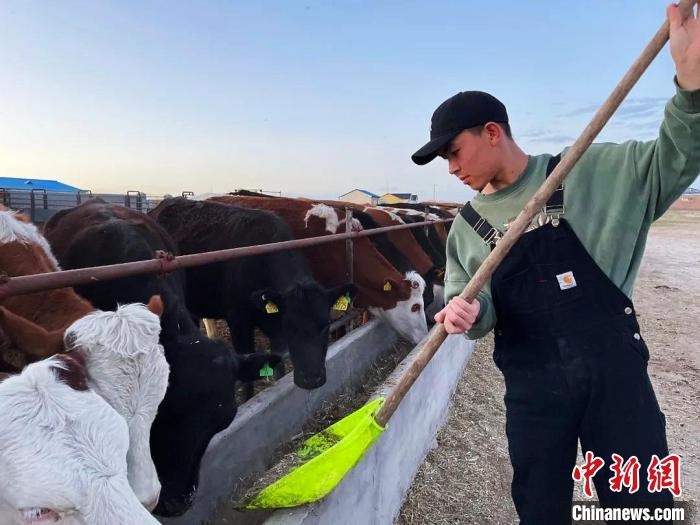 圖為敖木希勒在喂牛。　敖木希勒供圖