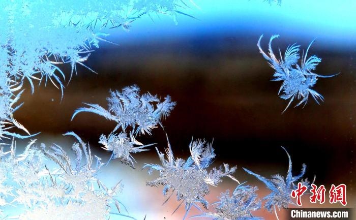 玉樹瓊枝盈滿窗?！O書程 攝