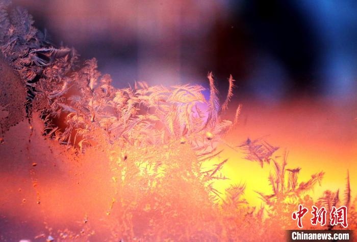 迎著光亮，冰窗花絢麗多姿?！O書程 攝