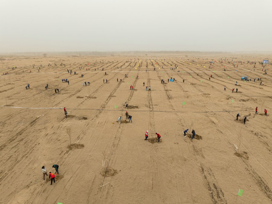 在高力板鎮(zhèn)花道卜和沙木嘎嘎查治理區(qū)，廣大干部群眾手植新綠，播種希望 （攝影：包寶音德力格爾）.JPG