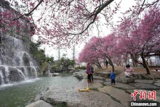 2月23日，市民在乾藝梅園景區(qū)觀賞綻放的梅花。陳興輝 攝