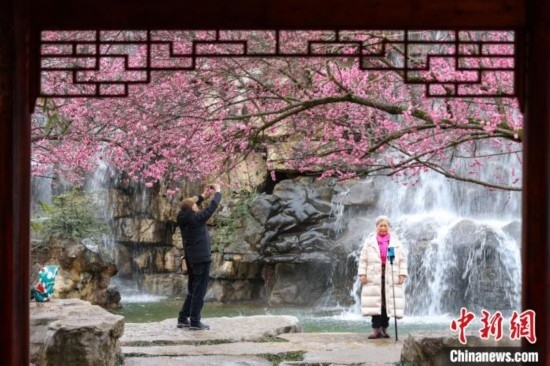 2月23日，市民在乾藝梅園景區(qū)觀賞拍攝綻放的梅花。瞿宏倫 攝