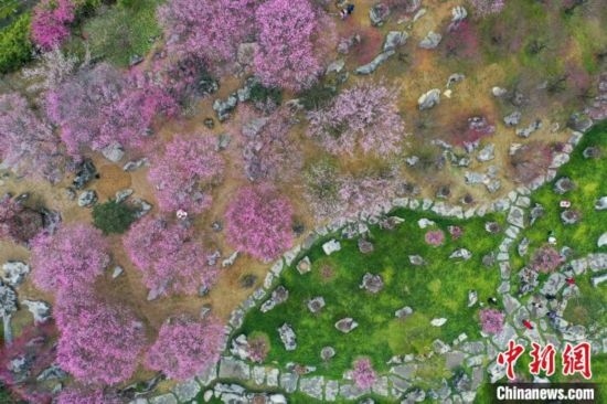 2月23日，航拍乾藝梅園景區(qū)綻放的梅花。瞿宏倫 攝