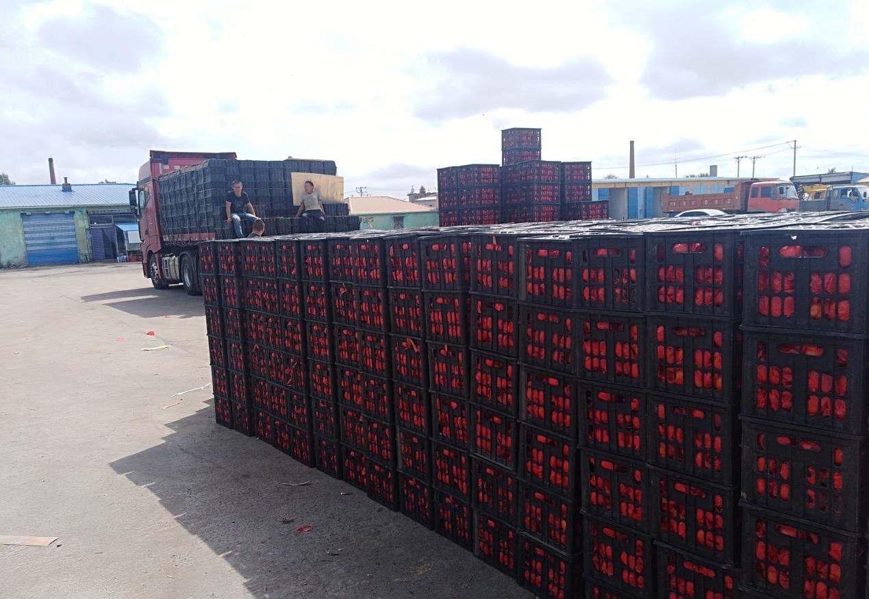 　　外銷的蔬菜在市場等待拉運。受訪者供圖