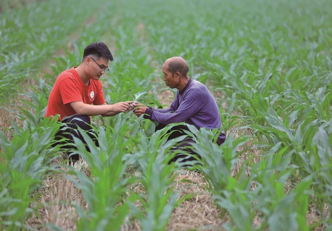 △科技小院的學(xué)生在給村民講解玉米種植知識。