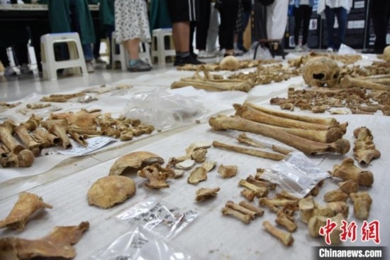 圖為已清理完畢的骨骼標(biāo)本。王宇 攝