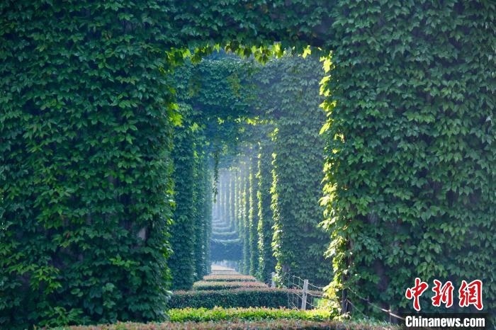 成都二環(huán)高架橋墩被植被爬滿，形成“綠野仙蹤”景觀?！埨?攝