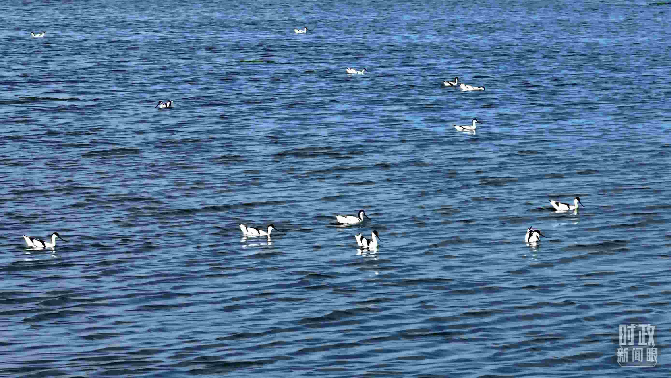 △鹽湖棲息的鳥類。（總臺記者裴大偉、康曉宇拍攝）