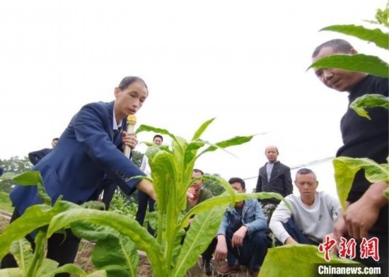 “鄉(xiāng)村學堂”田間現(xiàn)場教學。(資料圖) 唐濤華 攝