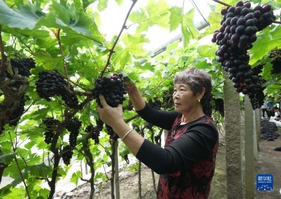 5月26日，唐山市海港經(jīng)濟(jì)開發(fā)區(qū)王灘鎮(zhèn)趙灘村農(nóng)民在大棚內(nèi)采摘葡萄。