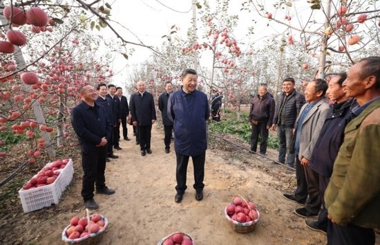 2022年10月26日，習(xí)近平總書(shū)記在陜西省延安市安塞區(qū)高橋鎮(zhèn)南溝村蘋(píng)果園同老鄉(xiāng)們親切交流。