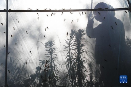 6月21日，山東省樂陵市西段鄉(xiāng)岔河村東亞飛蝗養(yǎng)殖基地的養(yǎng)殖戶在大棚內忙碌。新華社記者 范長國 攝