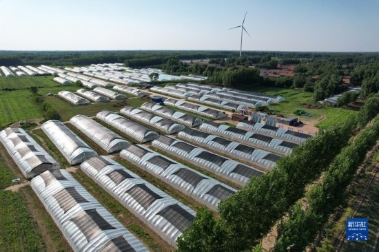 這是6月21日在山東省樂陵市西段鄉(xiāng)岔河村拍攝的東亞飛蝗養(yǎng)殖基地（無人機照片）。新華社記者 范長國 攝