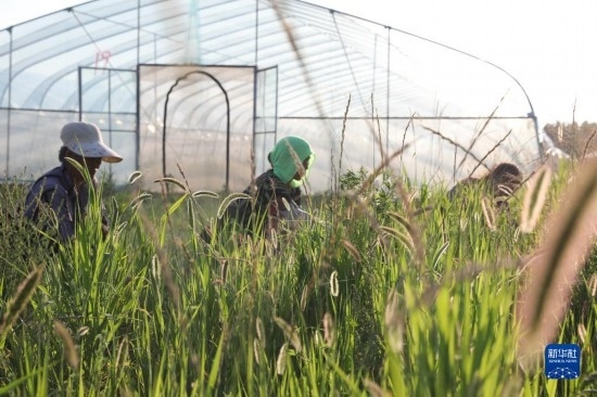 6月21日，山東省樂陵市西段鄉(xiāng)岔河村東亞飛蝗養(yǎng)殖基地的螞蚱養(yǎng)殖戶在割草。新華社記者 范長國 攝