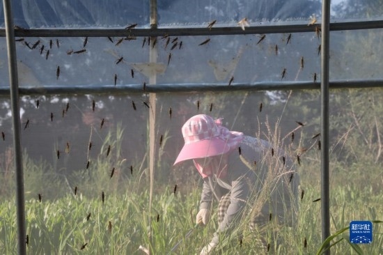 6月21日，山東省樂陵市西段鄉(xiāng)岔河村東亞飛蝗養(yǎng)殖基地的螞蚱養(yǎng)殖戶在割草。新華社記者 范長國 攝