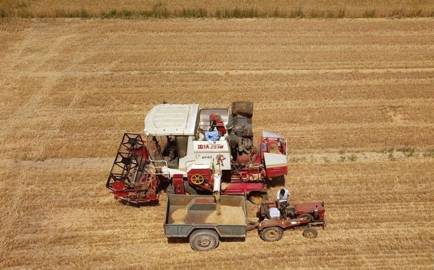 2023年6月14日，在山東省臨邑縣林子鎮(zhèn)，聯(lián)合收割機(jī)在收獲小麥。