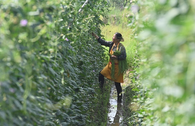 2023年6月15日，在廣西柳州市鹿寨縣中渡鎮(zhèn)石墨村，村民在高標(biāo)準(zhǔn)農(nóng)田里采收豆角。
