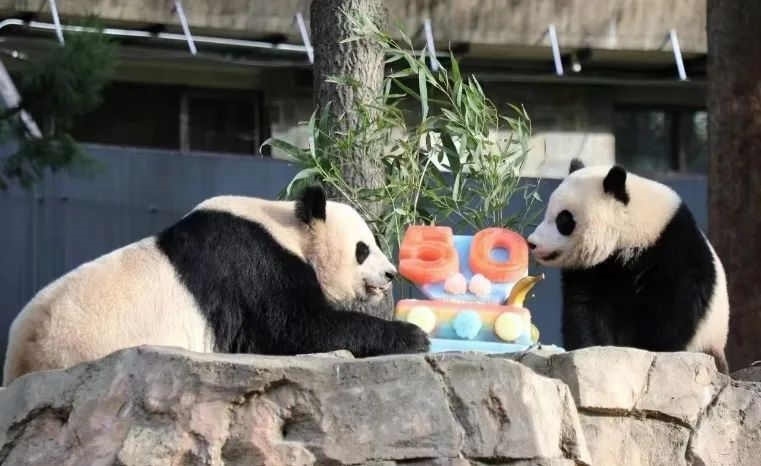 2022年，美國國家動(dòng)物園舉辦活動(dòng)慶祝大熊貓抵美50周年，園方為大熊貓“美香”“添添”和“小奇跡”一家三口準(zhǔn)備了有“50”字樣的冰凍水果蛋糕。（圖片來源：雅安市廣播電視臺(tái)）