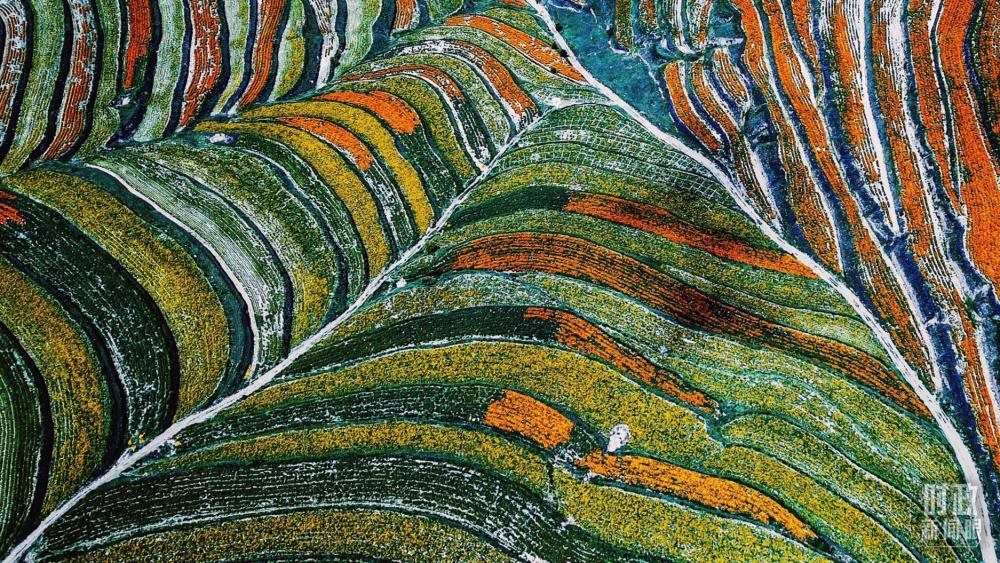 寧夏彭陽(yáng)縣。萬(wàn)壽菊與格?；ㄊ㈤_(kāi)在錯(cuò)落的山間梯田上。（總臺(tái)國(guó)廣記者李晉拍攝）