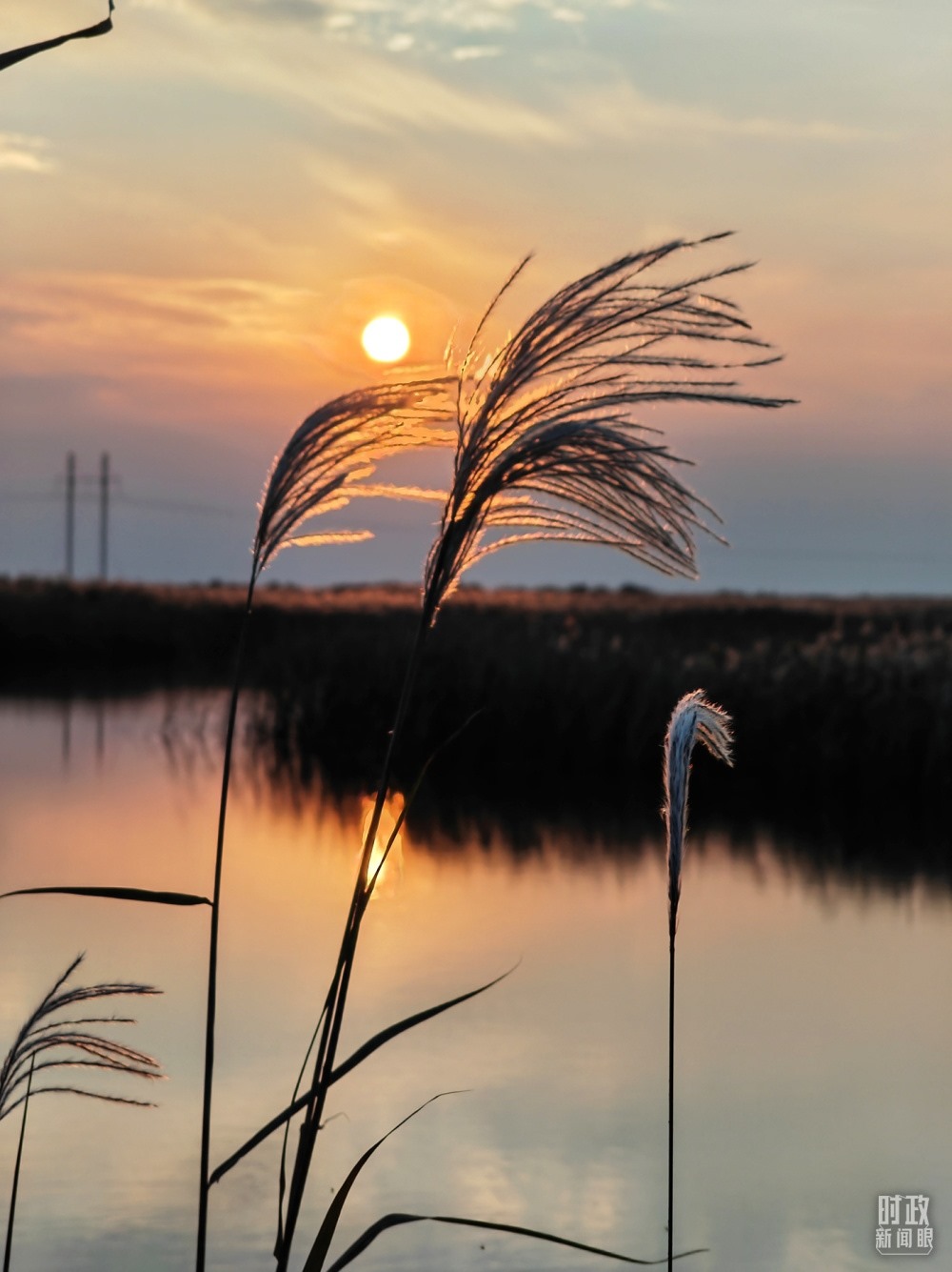 2021年10月，習(xí)近平赴山東東營(yíng)考察黃河入?？?。黃河三角洲濕地，蘆葦飄蕩。（總臺(tái)央視記者彭漢明拍攝）
