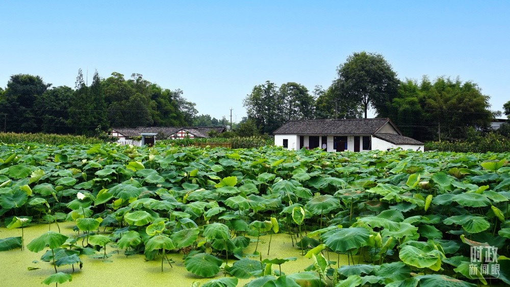 四川眉山，永豐村荷塘。2022年6月，習(xí)近平曾到此調(diào)研鄉(xiāng)村振興情況。（總臺(tái)央廣記者潘毅拍攝）