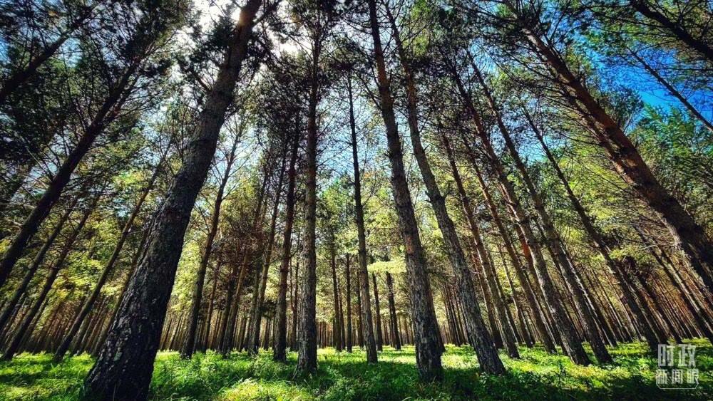 河北塞罕壩。（總臺(tái)央視記者謝曉光拍攝）