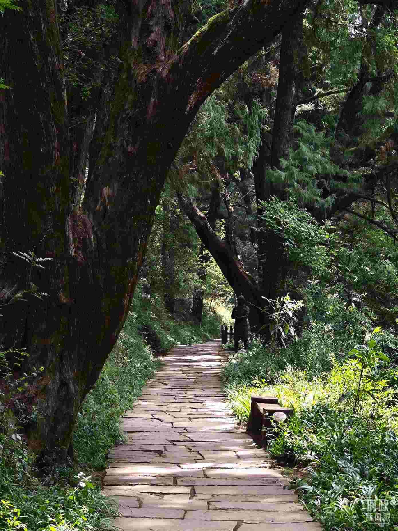 △古蜀道與古柏。（總臺(tái)央視記者彭漢明拍攝）