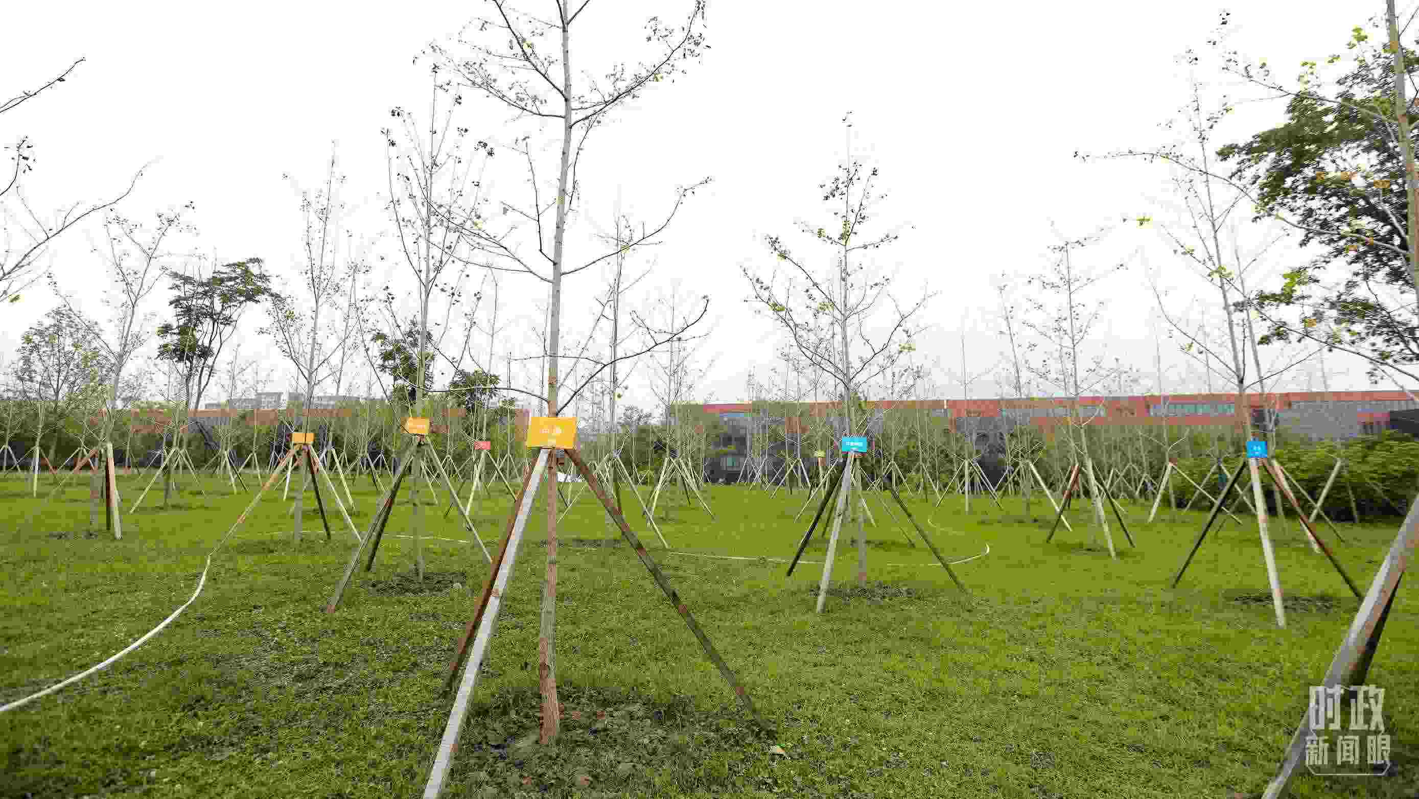 成都大運村內(nèi)專門種植了友誼林，各國代表團都可認領(lǐng)。