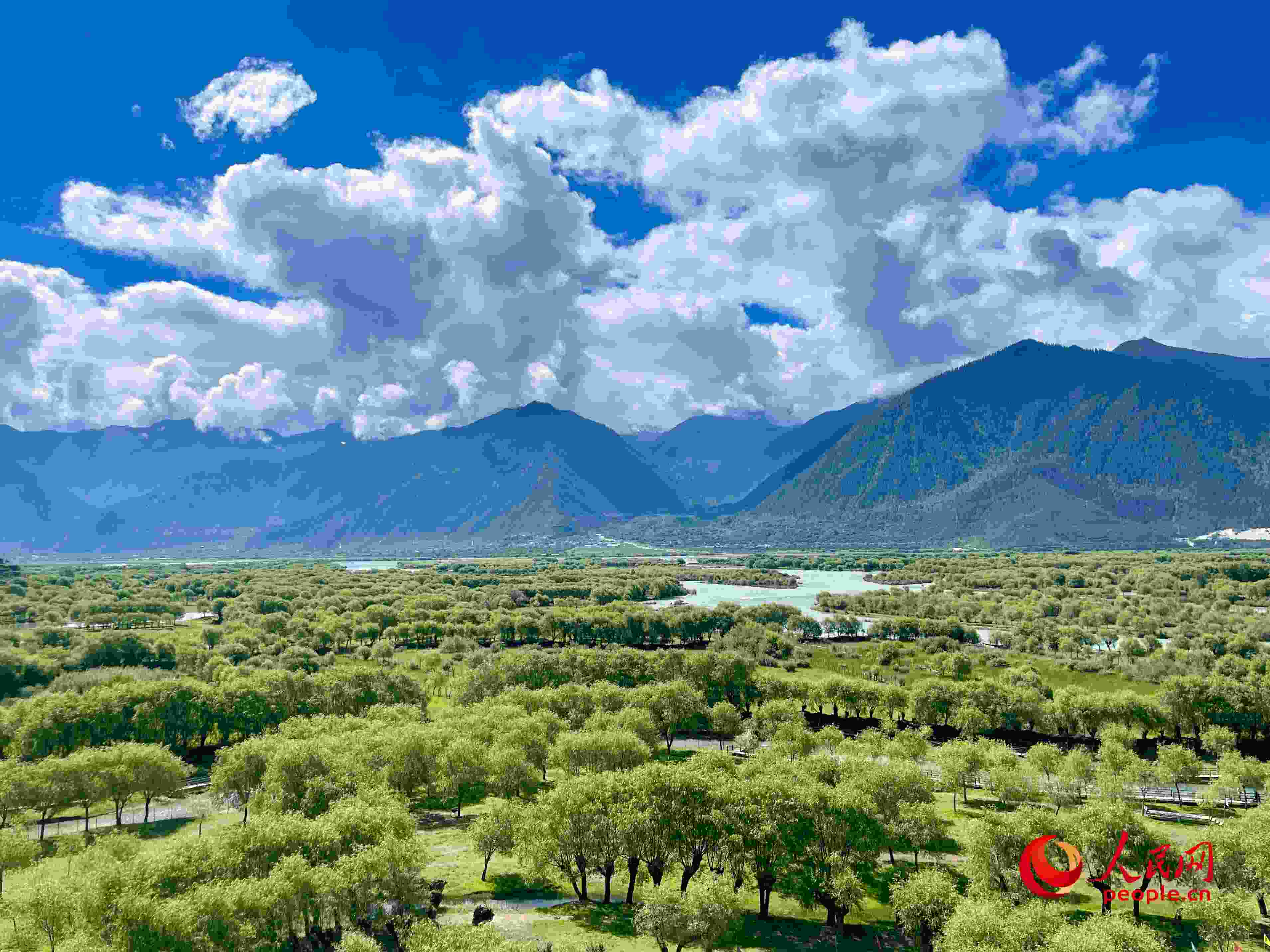 夏日的雅尼國(guó)家濕地公園生機(jī)盎然，如詩(shī)如畫。人民網(wǎng) 周靜圓攝