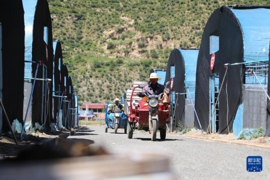 7月29日，農(nóng)戶在卓尼縣納浪鎮(zhèn)納浪村黑木耳種植基地勞作。