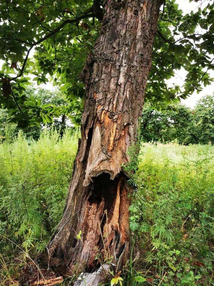 圖為2021年10月拍攝的秦嶺北麓百年板栗古樹(shù)遭破壞情況。人民網(wǎng)記者 吳超攝