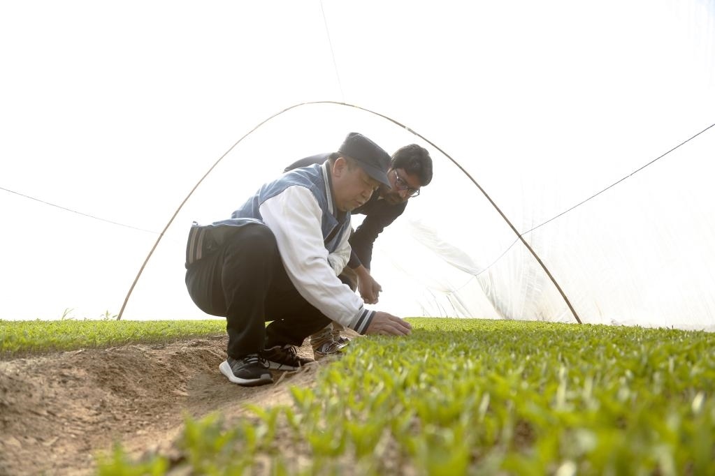 巴基斯坦旁遮普省木爾坦的中巴辣椒訂單種植項(xiàng)目辣椒育苗大棚內(nèi)，中國農(nóng)業(yè)專家?guī)ьI(lǐng)巴基斯坦技術(shù)員查看辣椒秧苗生長情況。