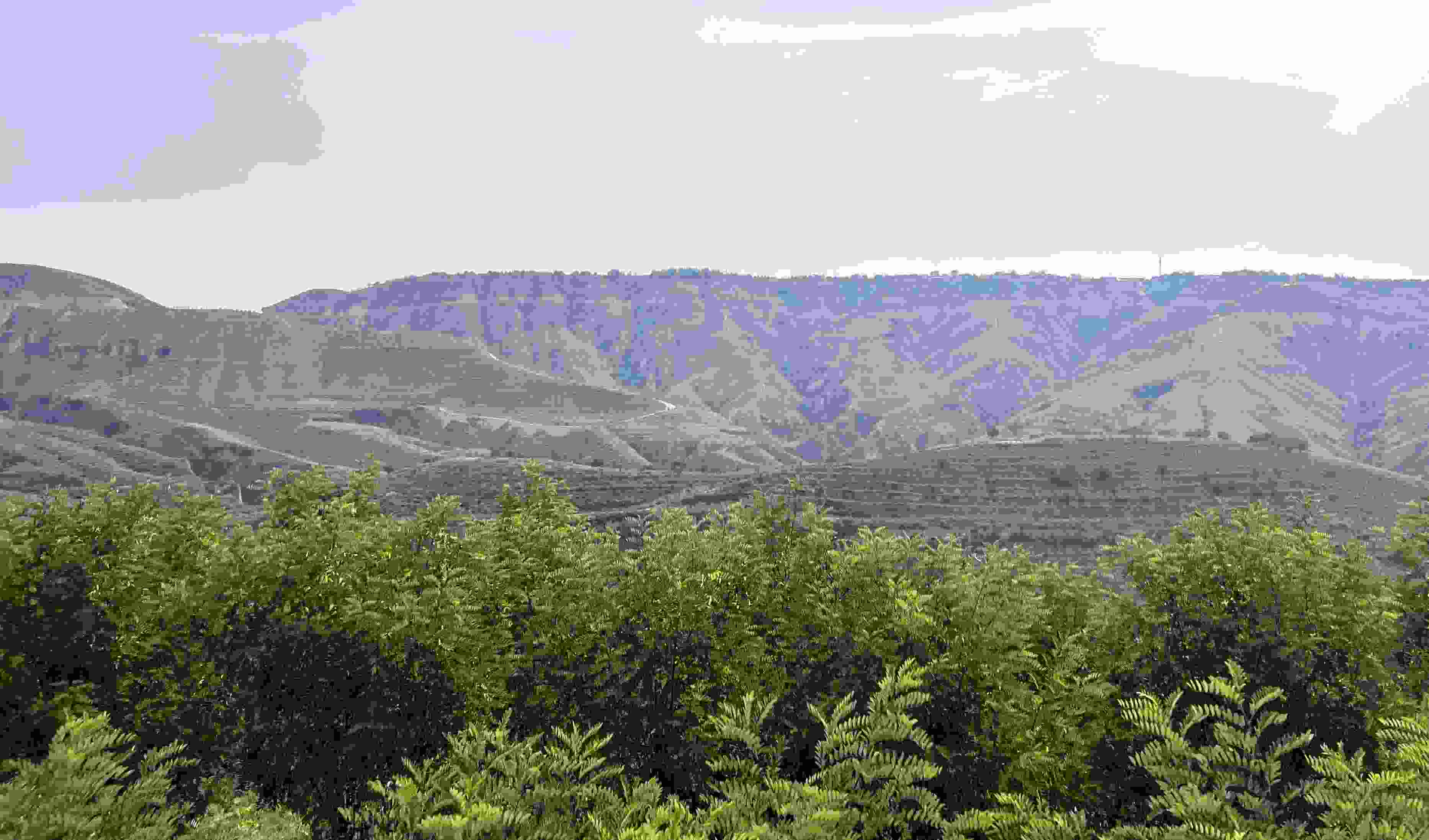 吳堡縣沿黃生態(tài)林。人民網(wǎng)記者 王連香攝